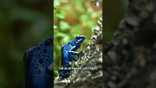 Blue Poison Dart Frog  Tiny But Lethal!