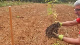 planting of vitex trees