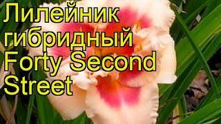 Лилейник гибридный Фоти Секонд Стрит. Краткий обзор, описание hemerocallis Forty Second Street