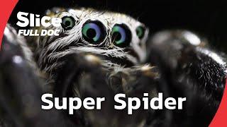 Fear vs. Fascination: Exploring the Incredible Abilities of Spiders | FULL DOCUMENTARY