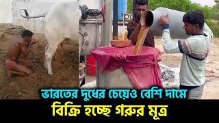 গো-মূত্রের রমরমা ব্যবসা | Cow Urine | India | Rohan News BD