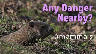 Groundhog (Marmota monax) - Any Danger Nearby?