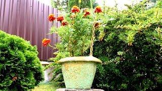 Как сделать Кашпо для цветов из цемента  / How to make an outdoor pot out of cement