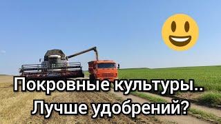 Результат применения покровных культур 2020