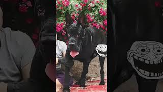 This dog is creating the new generation 764