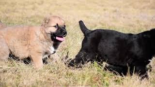 Щенки алабая на прогулке. #puppy #shortvideo #video #animals #dog