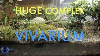 DIY - ANTVIVARIUM! | Video of my now HUGE favorite NATIVE piece of nature!