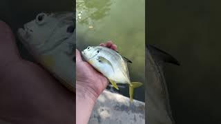 Jack crevalle #fishing