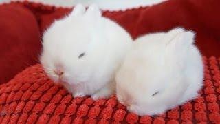 The Cutest White Baby Bunnies