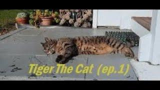 Tiger The Cat...何英偉日記(ep.1)