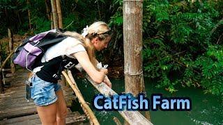 CatFish Farm Thailand Krabi - Ферма сомов - Полная версия