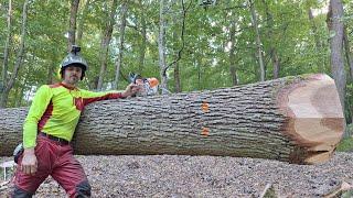 Logging of thick elite oaks in new growth, Stihl ms 500i, Amles, Zetor, Work in the forest, Big oak