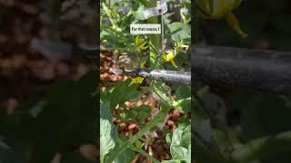 Tomato Growing Cheat Code!