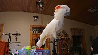 Using A Fabric Shaver With A Cockatoo!!!