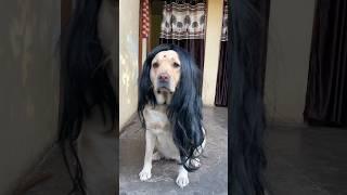 aishwarya aai || labra rubi || #youtubeshorts #shorts #labrador #dog #memes #funny #cute #trending