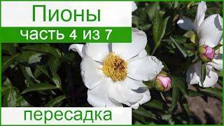  Пересадка пионов осенью – как и когда пересаживать пионы