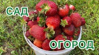 Не потопаешь  не полопаешь сад#огород