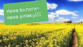 Ріпачок не зміг.