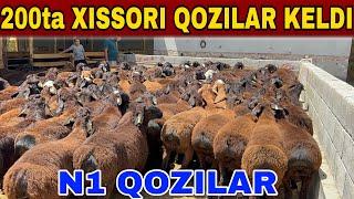 200ta XISSORILARNI DAXSHATLARI KELDI SHOSHLING. 1200 DAN QOZILAR