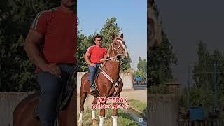 ОТ СОТИЛАДИ #ot #horse #лошадки