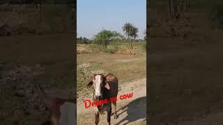 drone vs cow   #ytshorts #shots #viral #youtubeshorts #trendingshorts #shortvideo #wildlifephoto