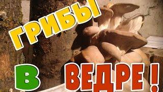 Грибы выросли в ведре!