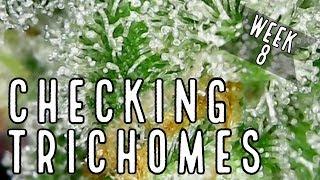 Week 8: How To Check Trichomes