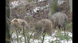 ОХОТА НА КАБАНА. Днем с подхода. Wild boar hunting.