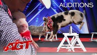 PIGS Got Talent?! Pork Chop Revue Brings Funny and Talented Pigs To AGT! - America's Got Talent 2020