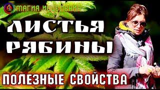 Рябина – полезные свойства, применение рябины | Молодые листья рябины, польза рябины