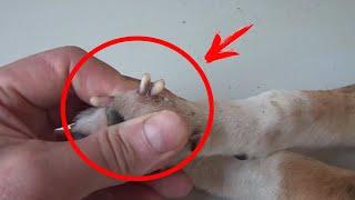 When the veterinarians looked at the puppy's paws, they screamed in horror! It gives me goosebumps!