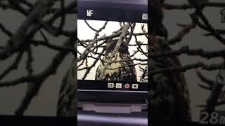 Red tailed hawk ️ watch what I can see - and then what my camera can see!  #shorts