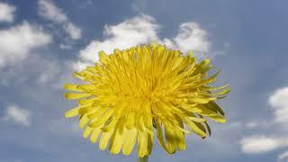 Time lapse Dandelion flower transforming to seed head. Filmed over 1 month. Flor de diente de Leon