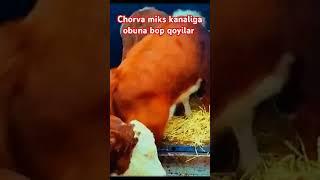 Chorva miks kanaliga obuna bop qoyilar