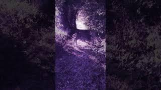 Field Walking Freaks : : 