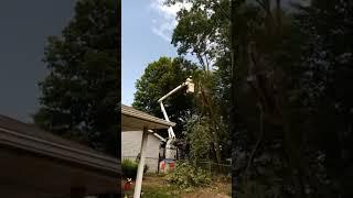 Timber! Watching trees get cut down ~ Christine Lorraine Morgan is live!