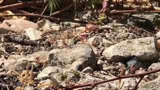 LIZARD IN CYPRUS