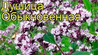 Душица обыкновенная. Краткий обзор, описание характеристик, где купить саженцы, семена