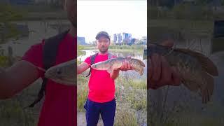after long time monster hunting  #shorts #trendingshorts #trending #snakehead