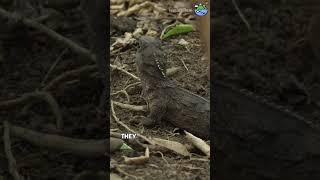 The Tuatara - A Living Relic from the Time of Dinosaurs!