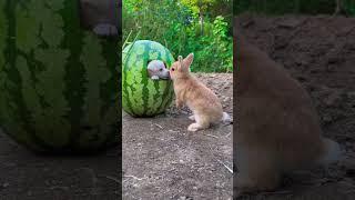 When Rabbit Meets Dog, Cute Rabbit, Little Cute Pastoral Pet