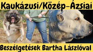 Kaukázusi Juhász, Közép-Ázsiai Juhász - Bartha László véleménye.  DogCast TV!