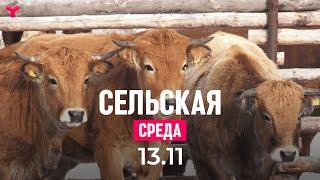 Сельская среда 13.11