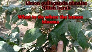 Limon gullaganda nimalar qilish kerakЧто делать, когда цветет лимон.What to do when the lemon blooms