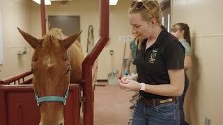 Colorado State University Equine Services