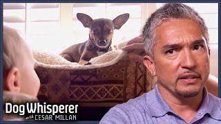 Cesar Helps Expectant Parents With Aggressive Dogs | Dog Whisperer Marathon