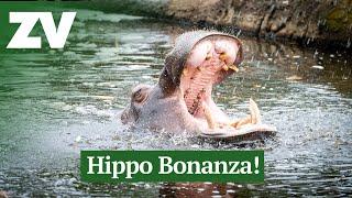 It's a Hippo Bonanza!