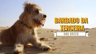 Thinking of Getting a Barbado da Terceira? Watch This First!