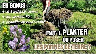 PLANTER ou POSER les POMMES DE TERRE ?