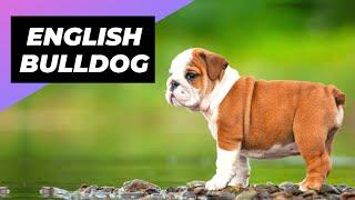 English Bulldog  One Of The Laziest Dog Breeds In The World #shorts